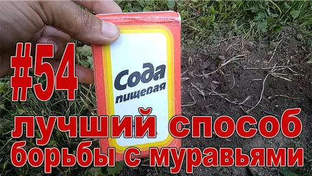 САМЫЙ ЛУЧШИЙ И ПРОСТОЙ СПОСОБ БОРЬБЫ С МУРАВЬЯМИ!!! Как избавиться от муравьев! САМЫЙ ЛУЧШИЙ И ПРОСТОЙ СПОСОБ БОРЬБЫ С МУРАВЬЯМИ!!! Как избавиться от муравьев!